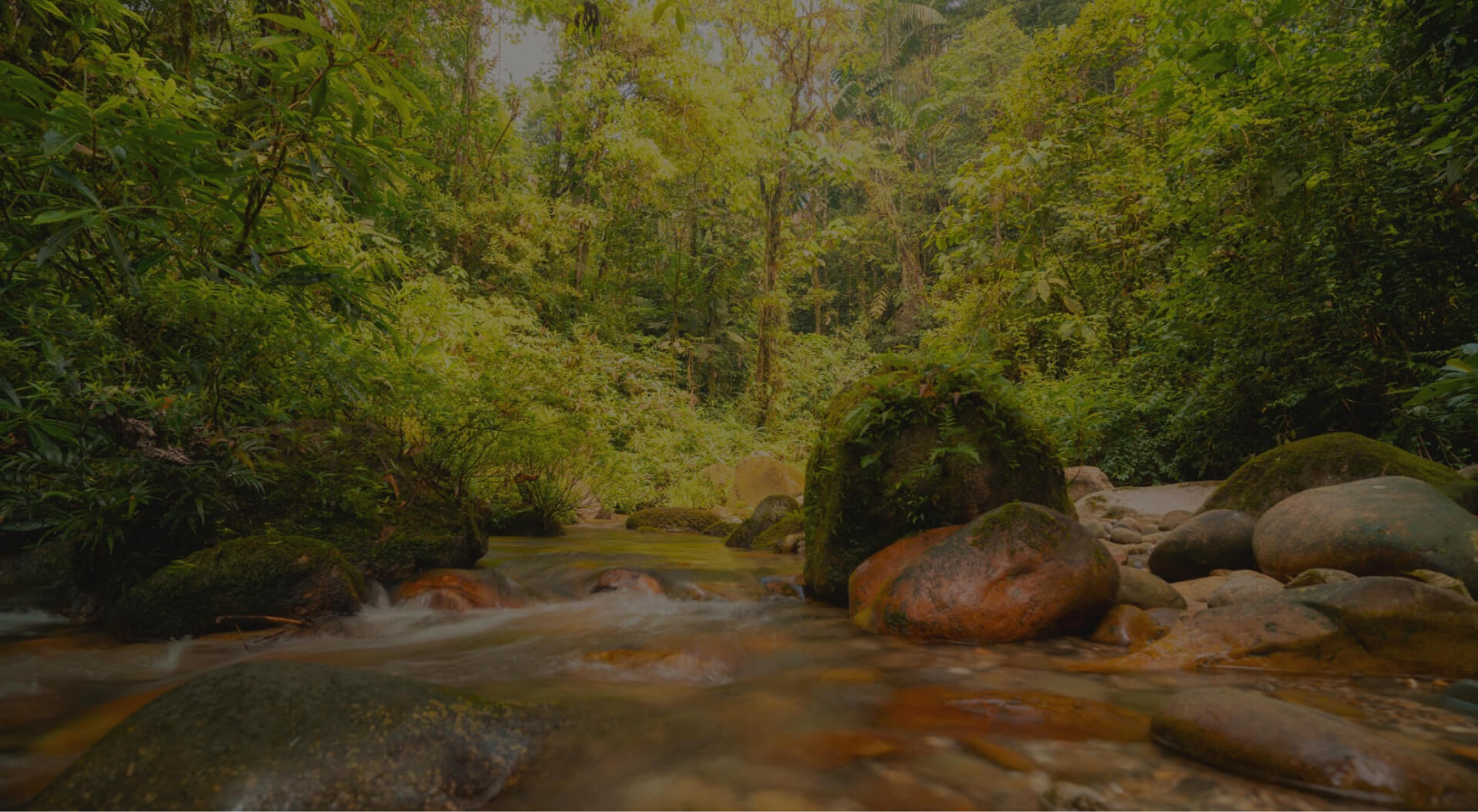 Bosque
